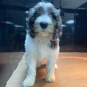 Goldendoodle