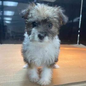 Yorkie-Poo