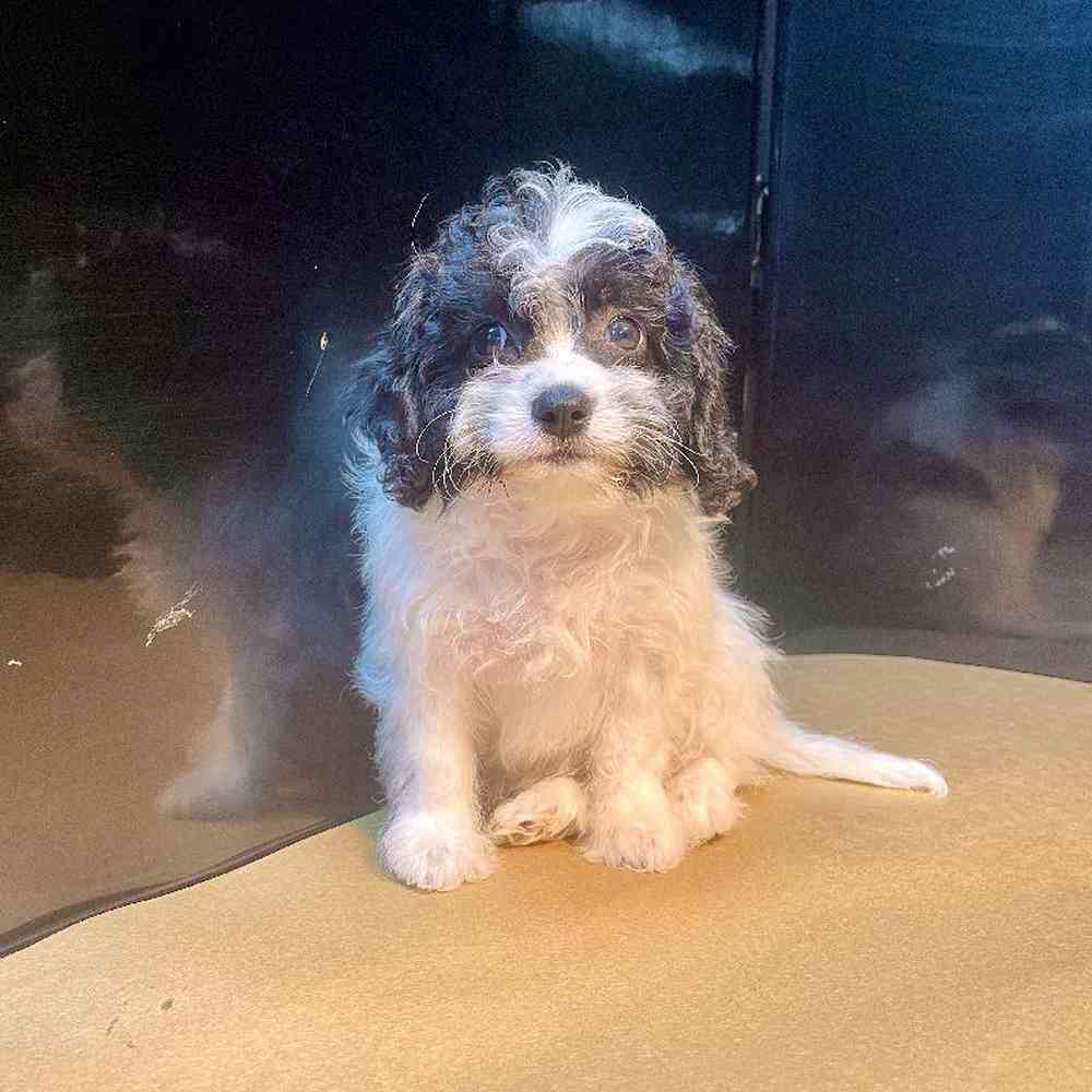 carousel pet images