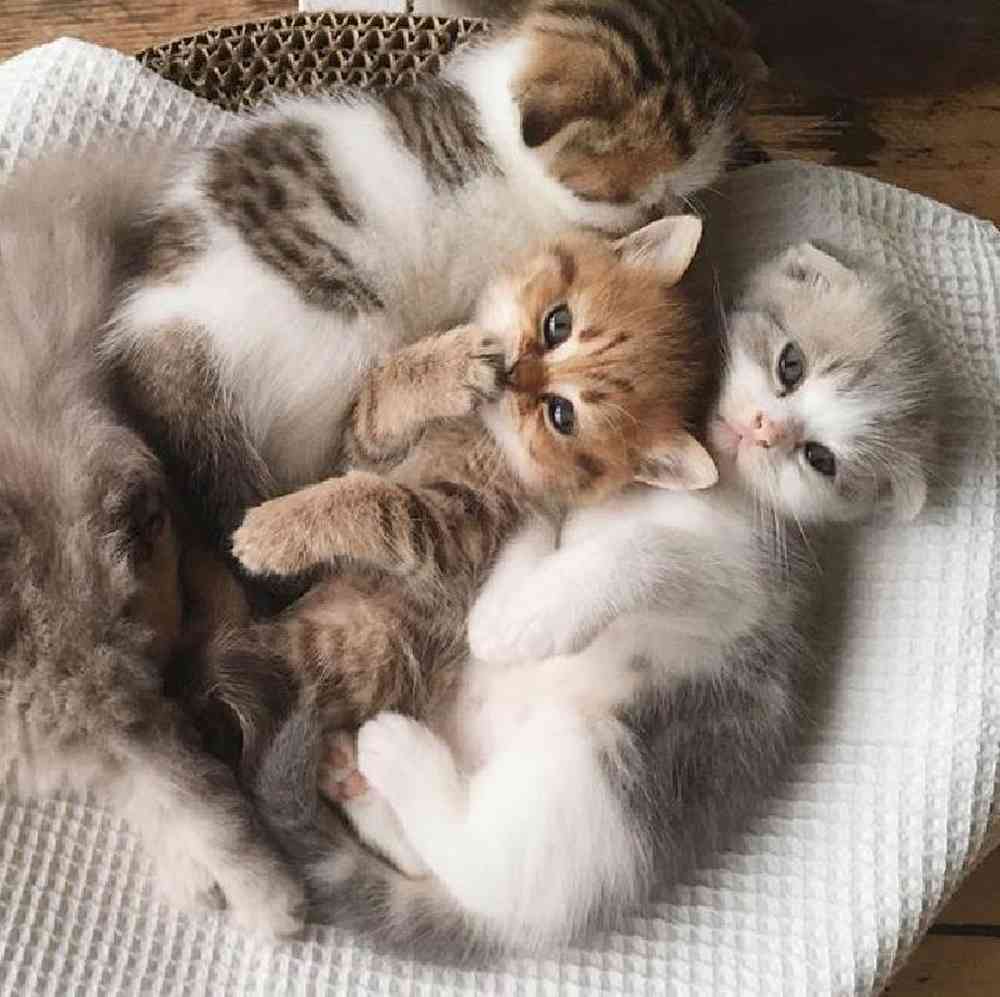 Pets for Sale Dot's Pet Center